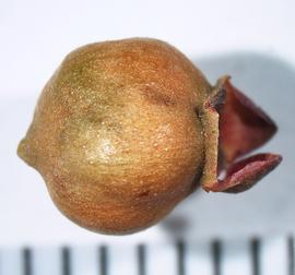   Fruit:   Myrtus communis ; Photo by A. Margina, USDA APHIS PPQ, imageID.idtools.org
